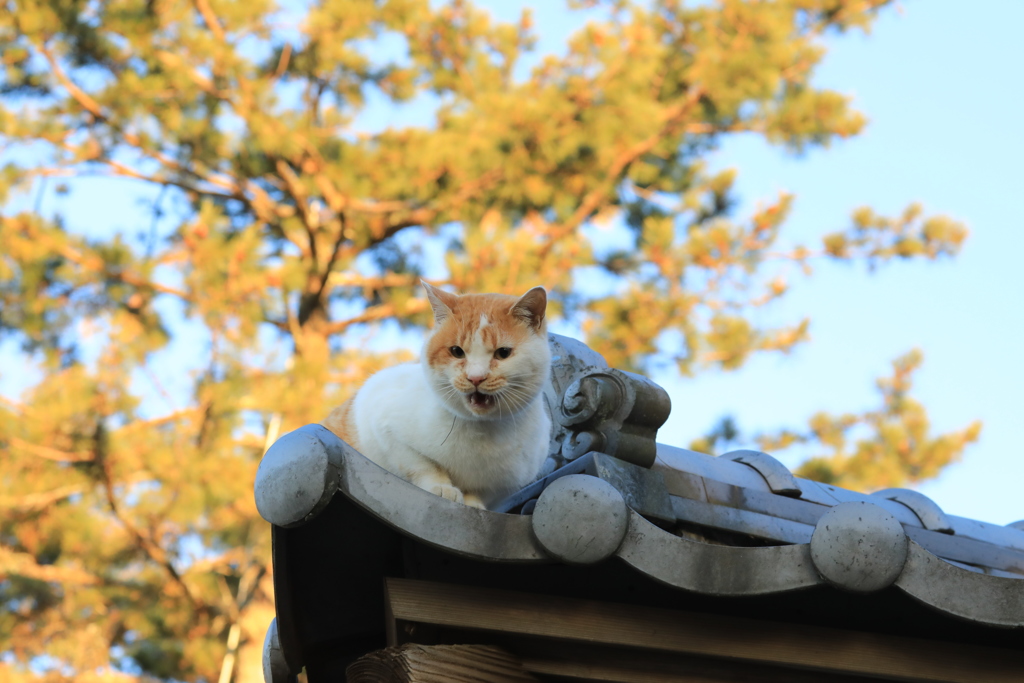 屋根の上から叫ぶネコ