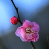 一輪の華やぎ