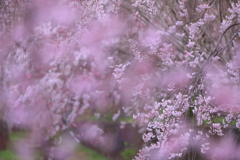 薄紅の幻