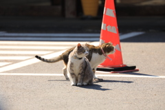 コーンのそばにて