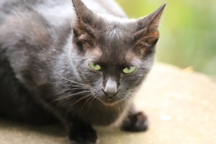 ブラックキャット ブラックキャット