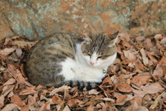 枯草に埋もれて 枯草に埋もれて