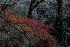 晩秋の紅葉 ４