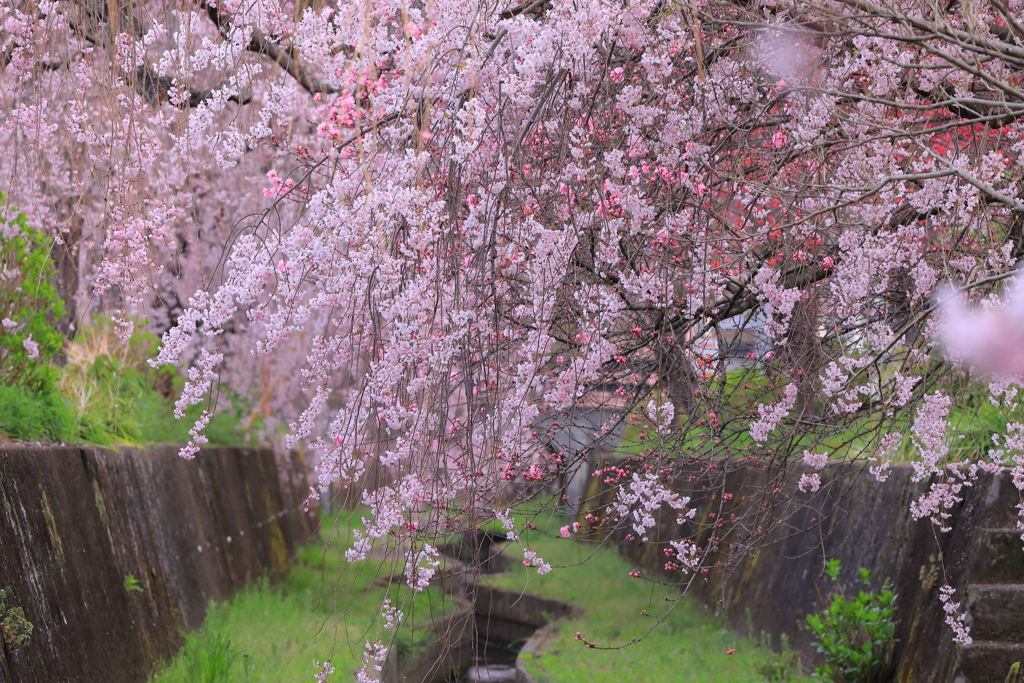 水路に舞い落ちる紅