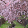 水路に舞い落ちる紅