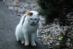 草陰にて