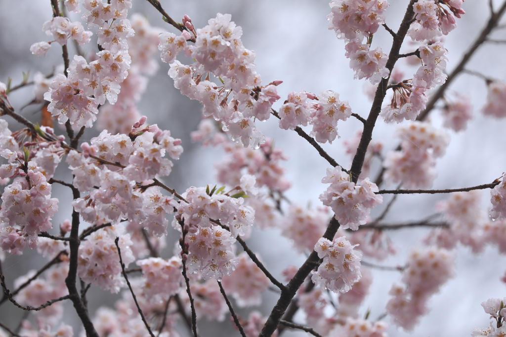雨上がりの桜