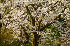 花雪の舞