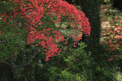 紅に映える　２