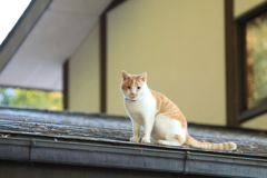 屋根の上にて　その２