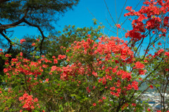 紅の華やぎ