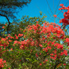紅の華やぎ