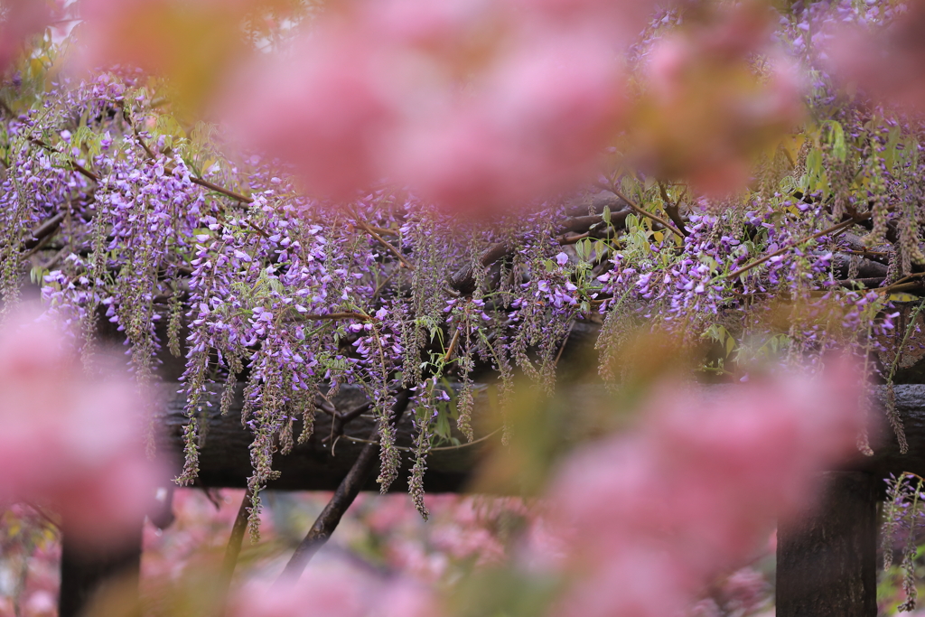桜の向こうの藤暖簾　その２