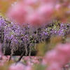 桜の向こうの藤暖簾　その２