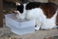 水を飲むネコ