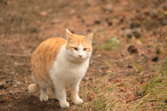 山の斜面にて