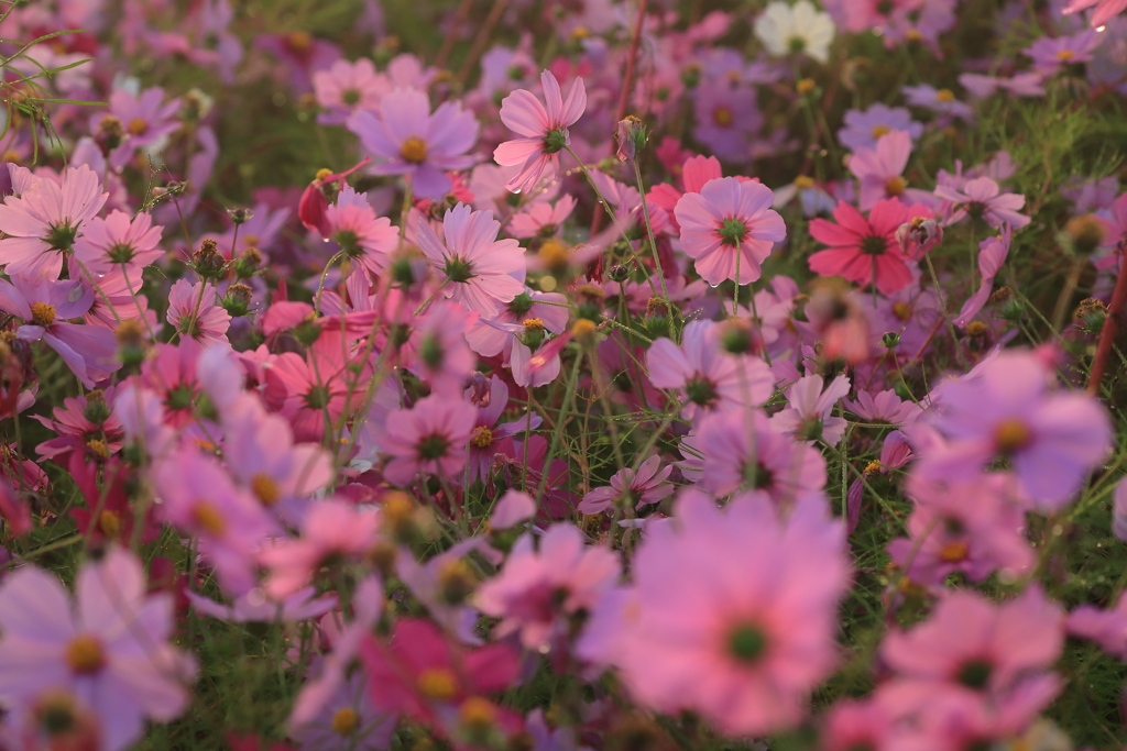 光の花園