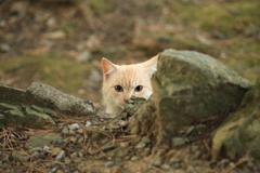 岩陰からひょっこりはん