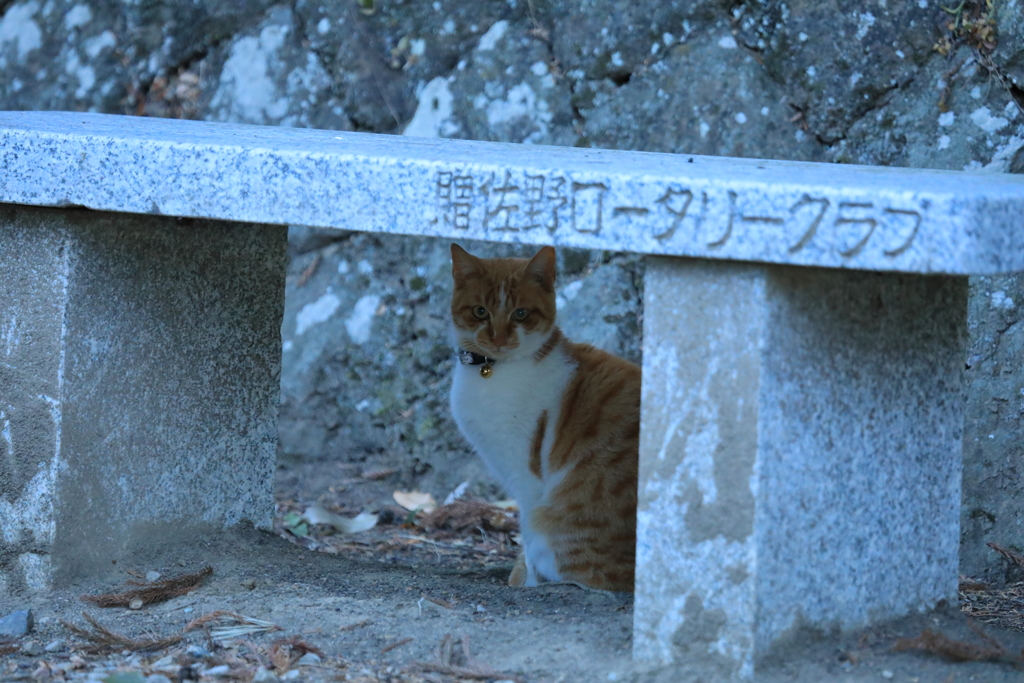 ベンチの下にて