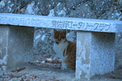 ベンチの下にて