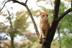 木の上から