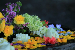 花手水に魅せられて