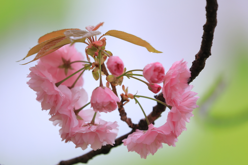 廻る花輪