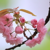 廻る花輪