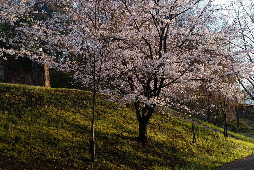 桜の大地