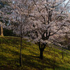 桜の大地