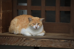 棚の上にて