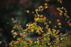 紅葉星の煌めき