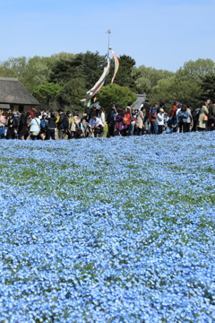 青地に鯉のぼり