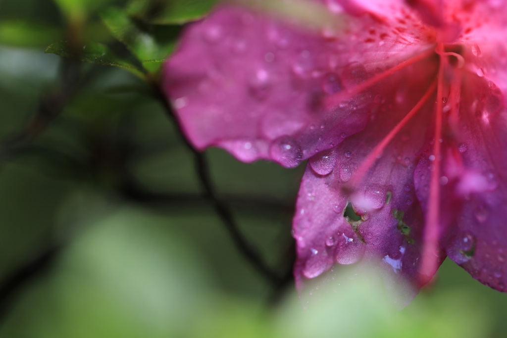 雨上がりの雫