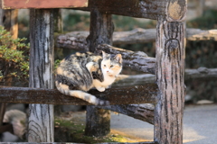 木柵の上にて 木柵の上にて