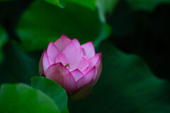 蜜探し