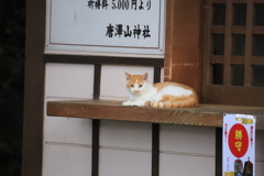 お守り猫