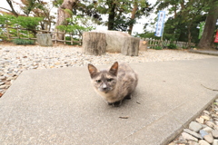 パース効果