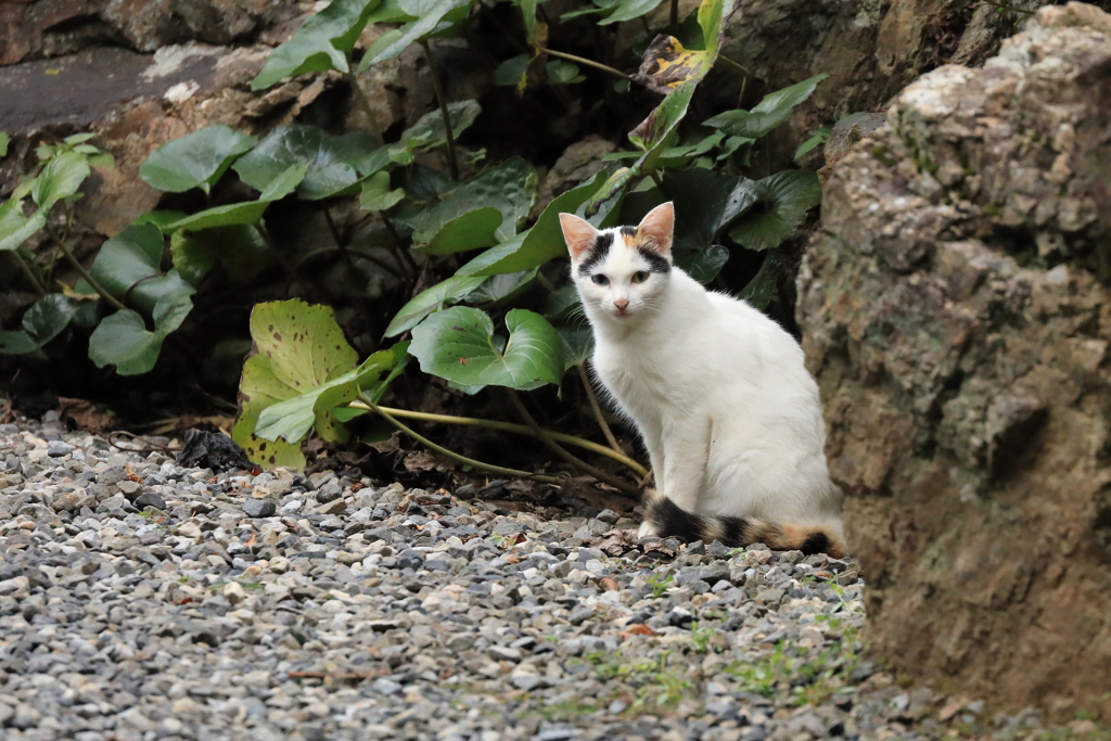 岩陰から