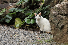 岩陰から