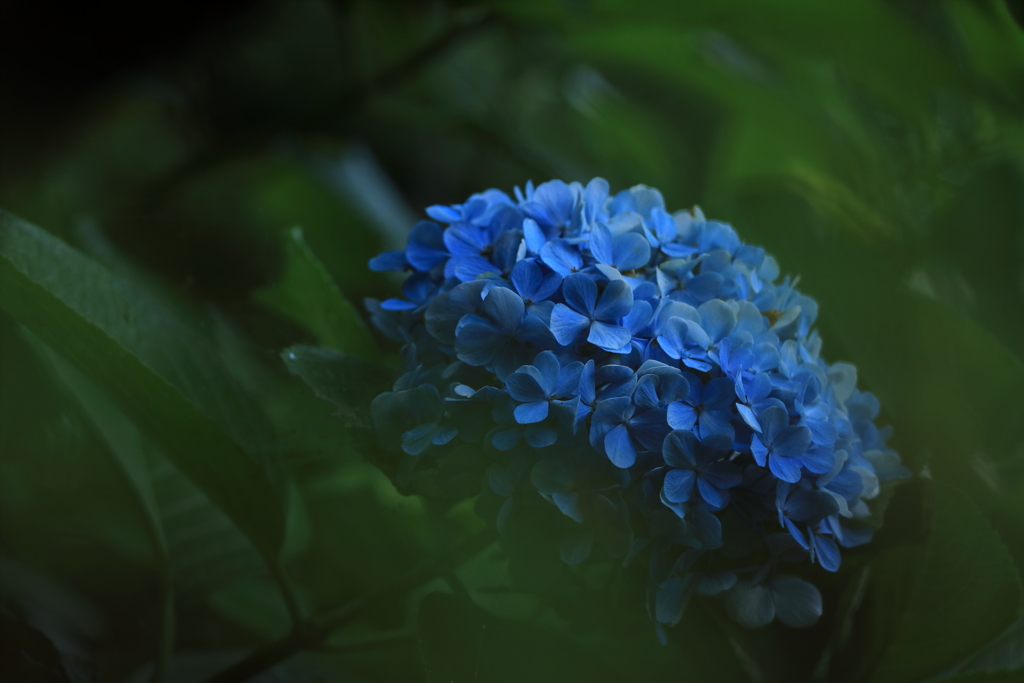 緑の中に浮かぶ紫陽花
