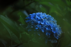 緑の中に浮かぶ紫陽花