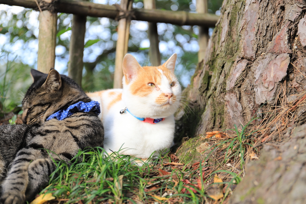 見上げる猫