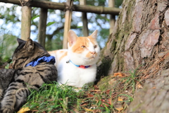 見上げる猫