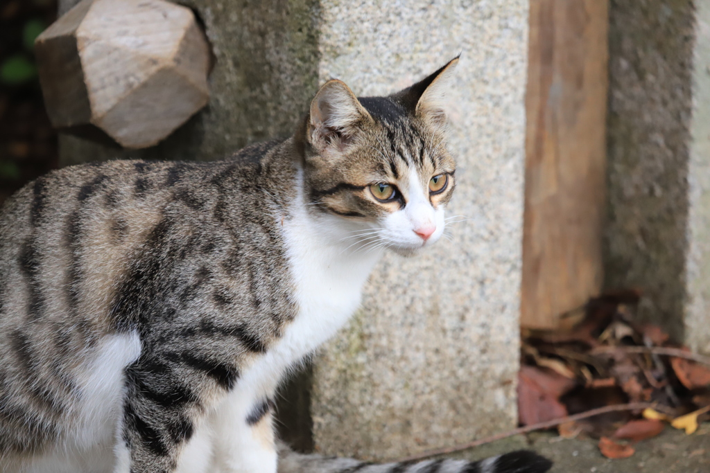 様子をうかがう