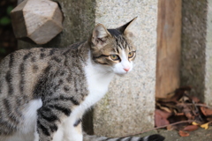 様子をうかがう