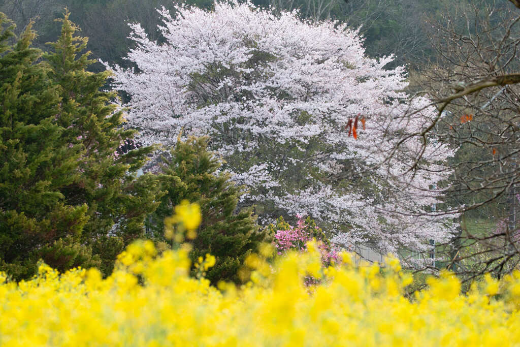 菜の花の向こうの夢