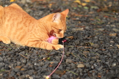 じゃれる猫