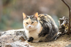 岩の上にて 岩の上にて