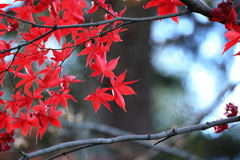 なごり紅葉２